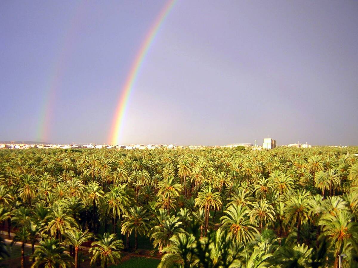 Arcoíris sobre el Palmeral de Elche, patrimonio de la humanidad